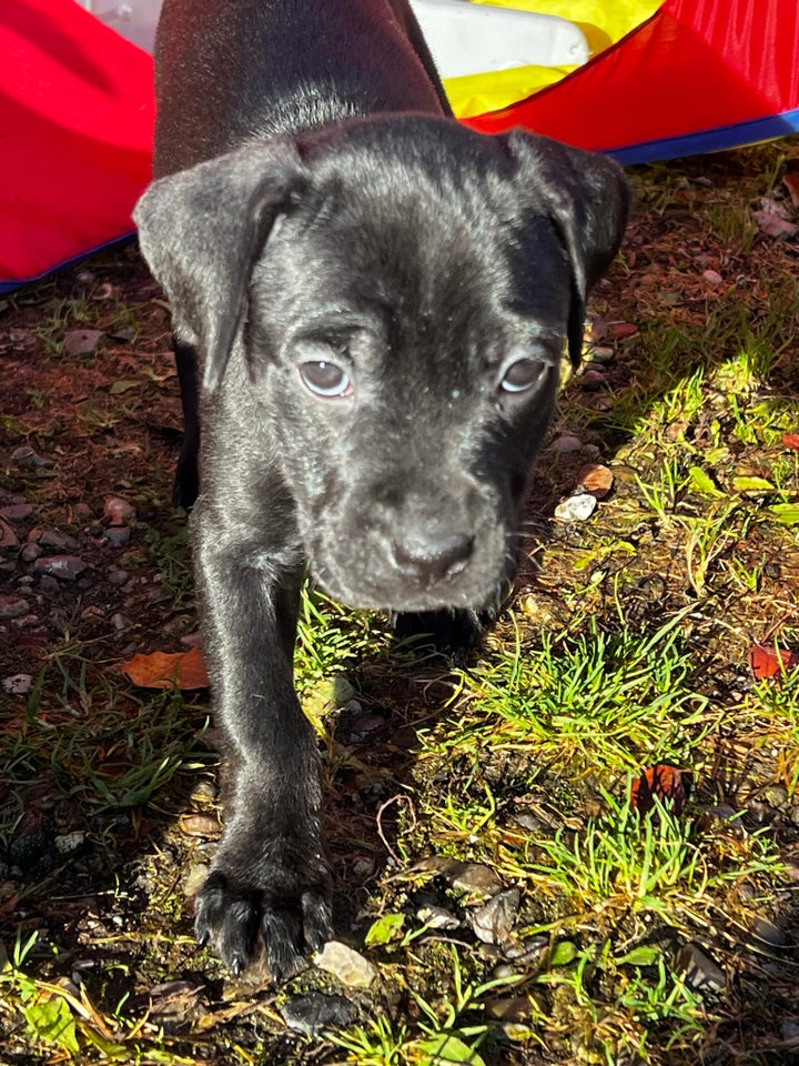 Labrador/ Rottweiler - Cane Corso ,