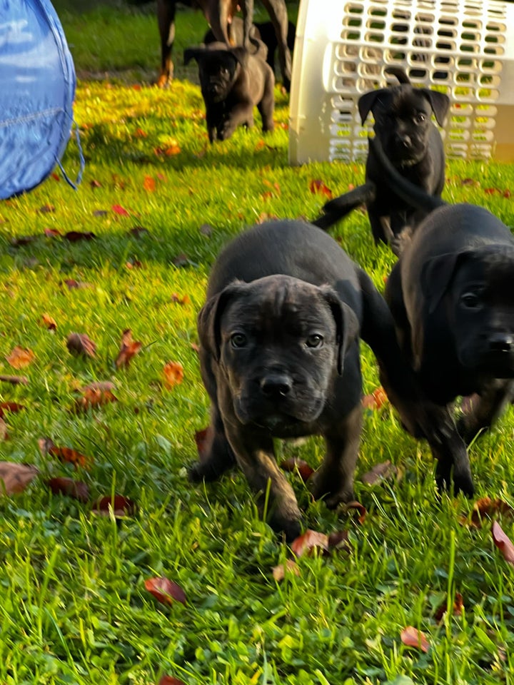 Labrador/ Rottweiler - Cane Corso ,