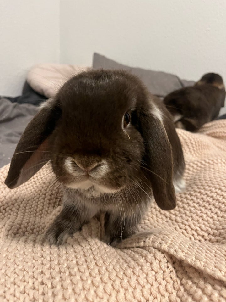 Kanin, Mini lop, 0 år