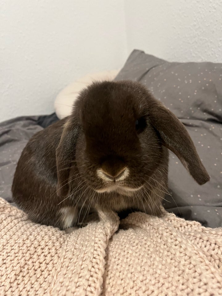 Kanin, Mini lop, 0 år