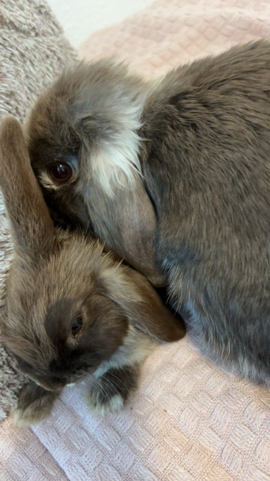 Kanin, Mini lop, 0 år