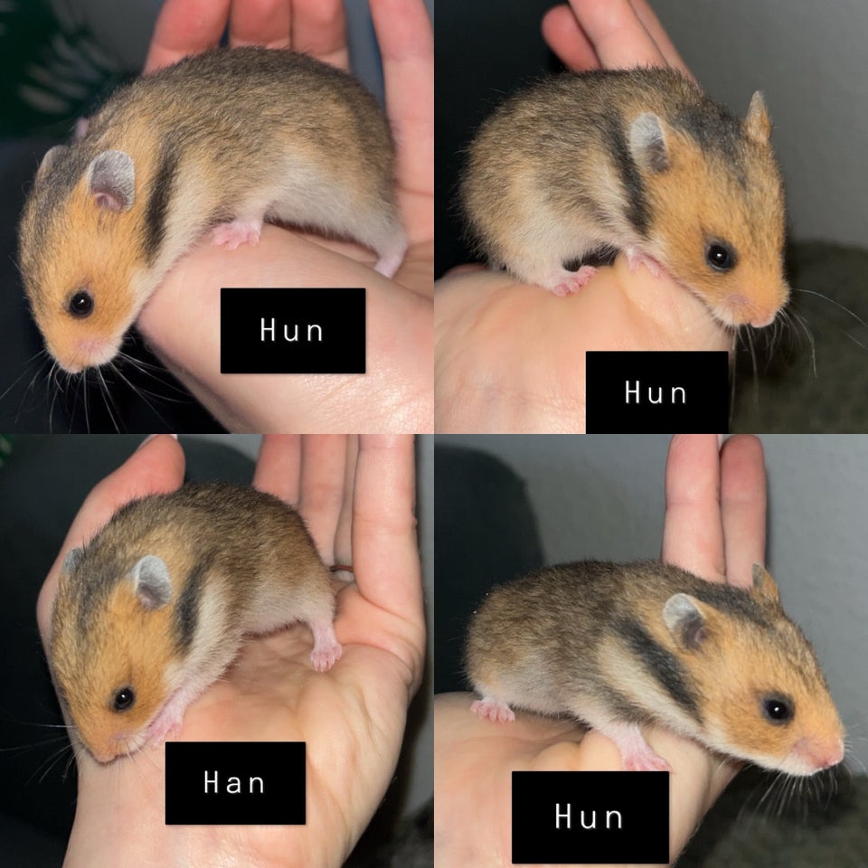 Hamster, Guldhamster, 0 år