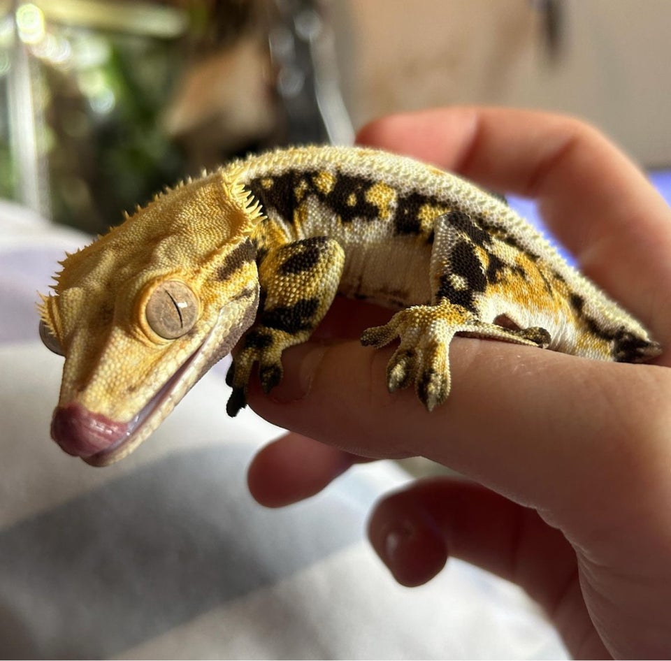 Gekko Kronegekko