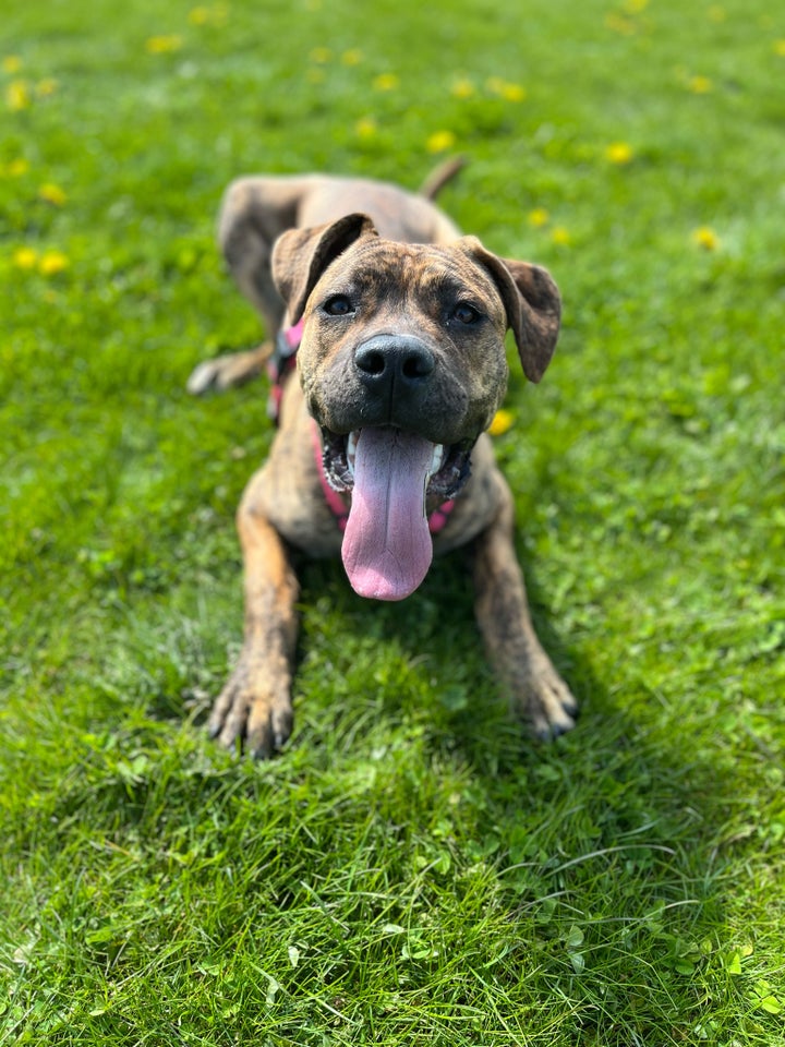 Cane Corso/Presa canario hund 8