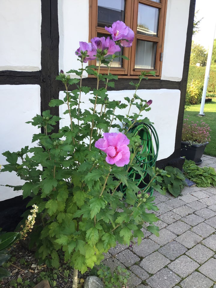 Stauder, Hibiscus/syriske