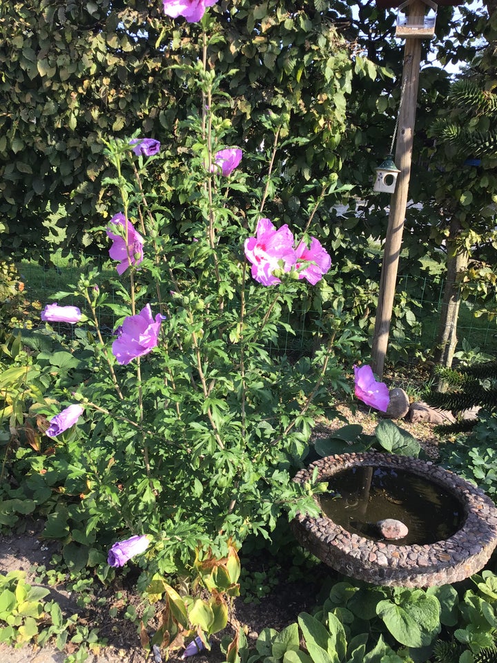 Stauder, Hibiscus/syriske