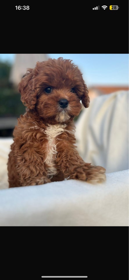 Mini Cavapoo, hvalpe, 1 uge