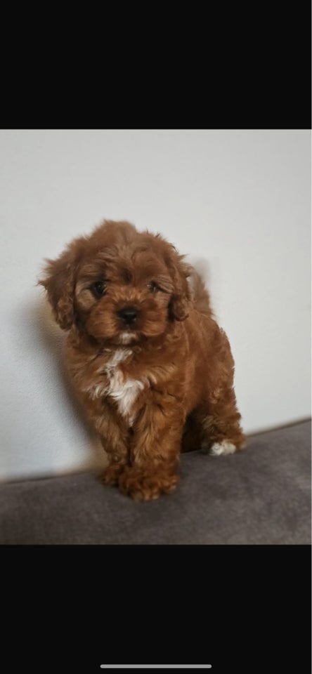 Mini Cavapoo, hvalpe, 1 uge