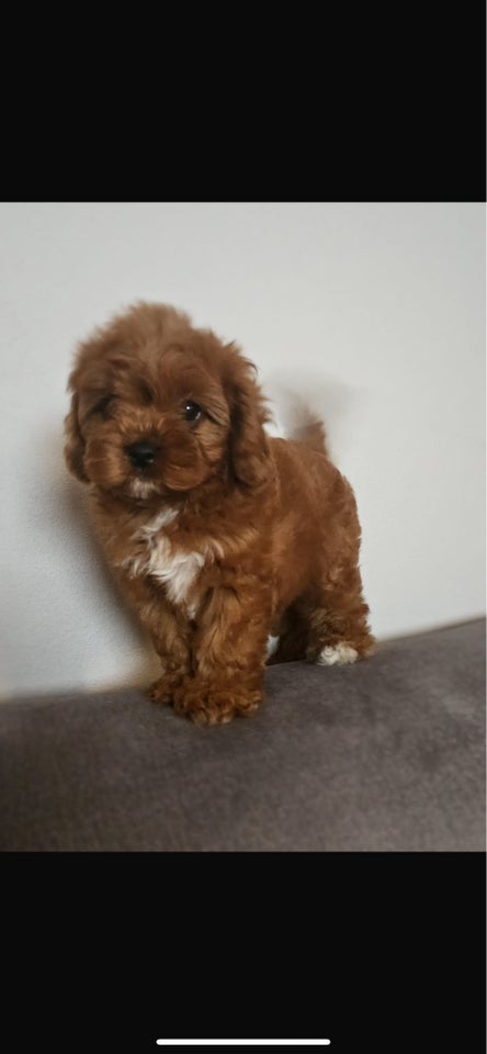 Mini Cavapoo, hvalpe, 1 uge