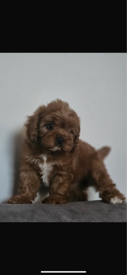 Mini Cavapoo, hvalpe, 1 uge