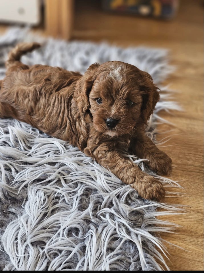 Mini Cavapoo, hvalpe, 1 uge