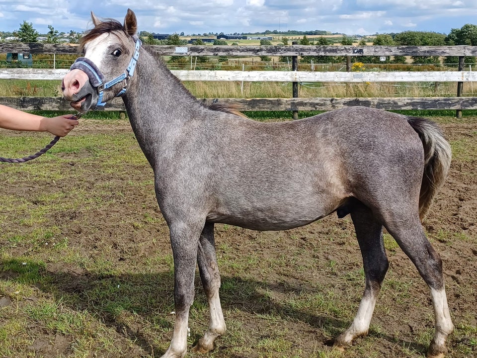 Welsh pony og Cob hingst 1 år