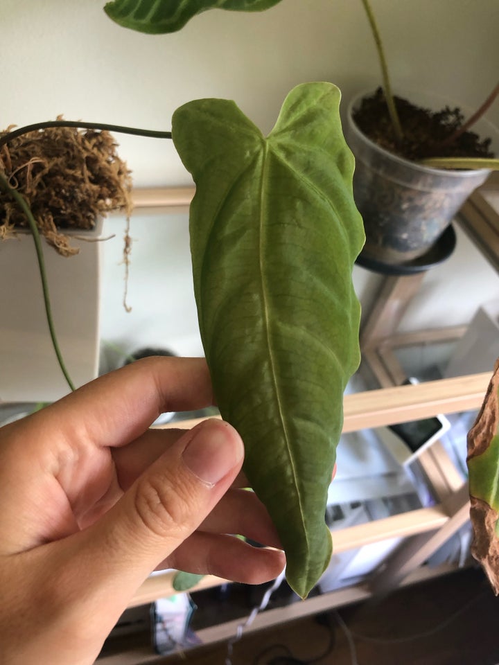 Anthurium metallicum