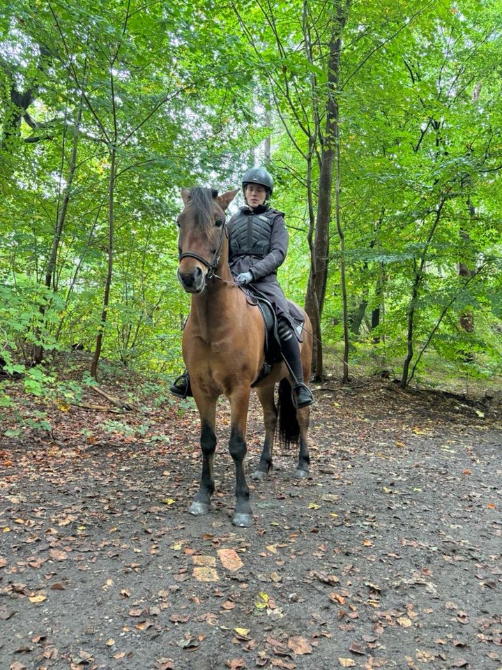 Islænder, vallak, 8 år