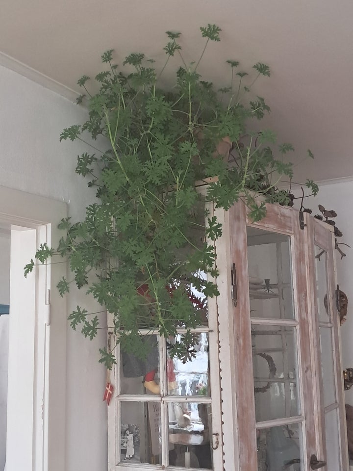 Grøn plante, Duftgeranium