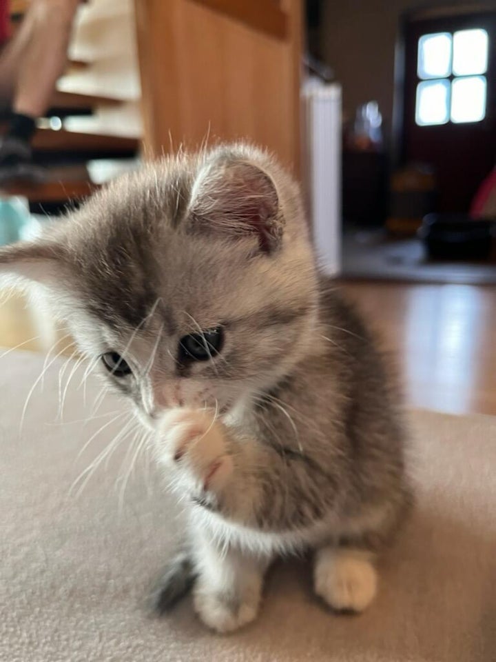 Hankilling British longhair og