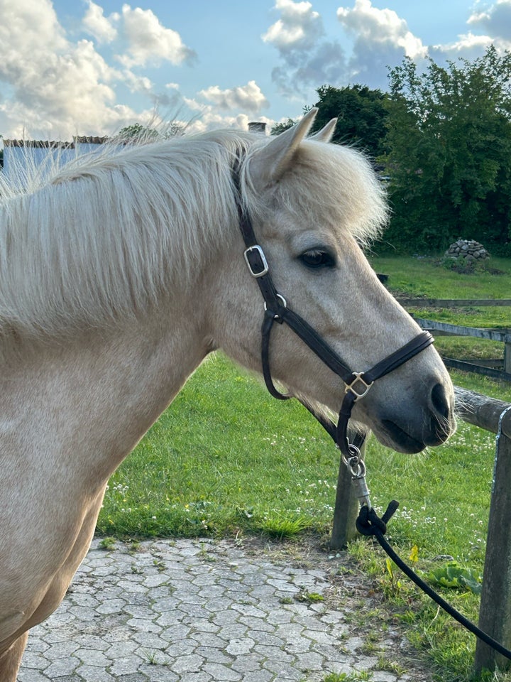 Islænder, hoppe, 15 år