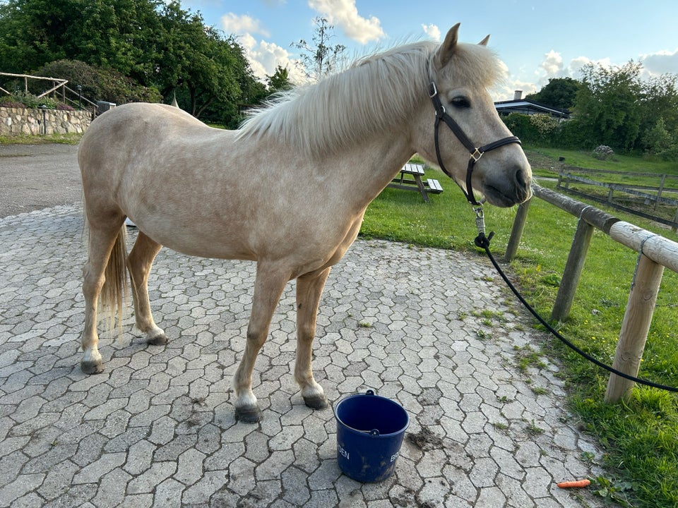 Islænder, hoppe, 15 år