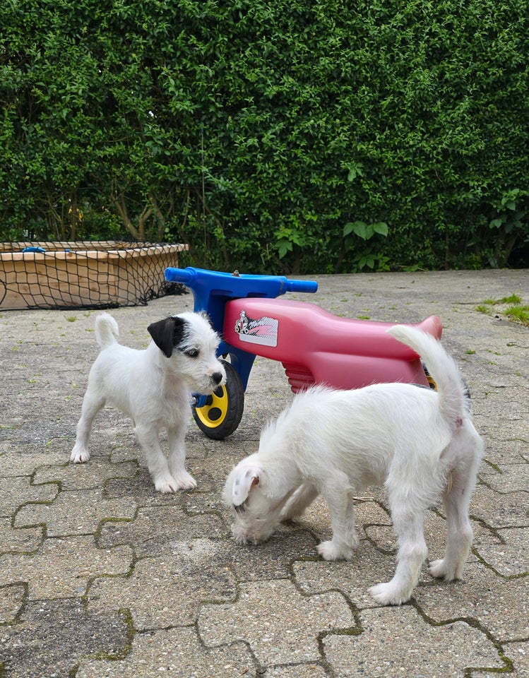 Parson russell terrier tæve