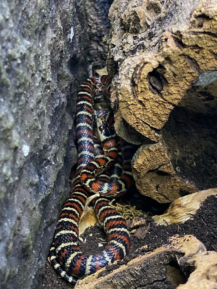 Slange Lampropeltis Pyromelana