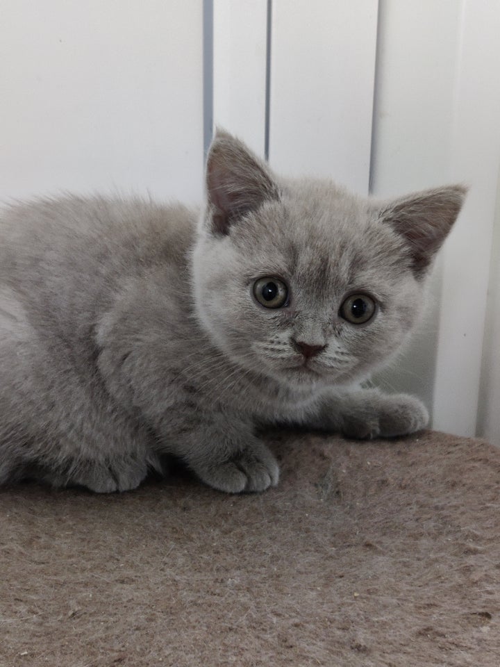 British Shorthair flere