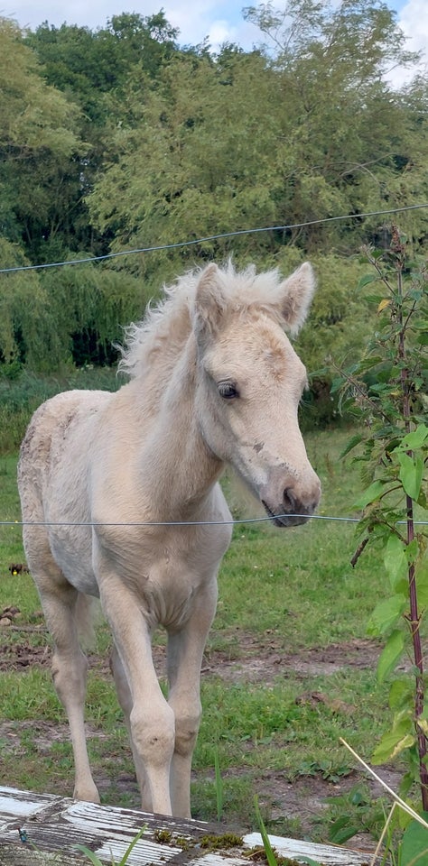 Islænder hingst 0 år