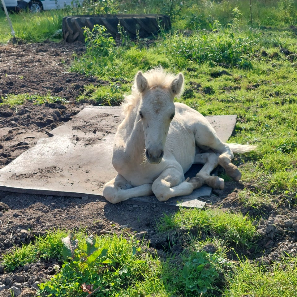 Islænder hingst 0 år