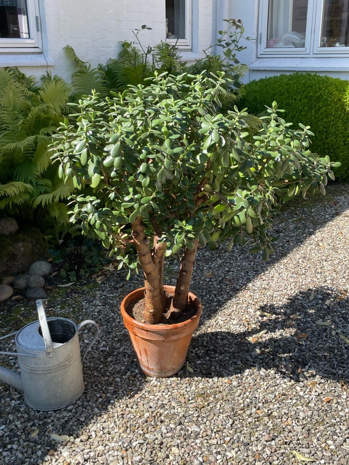 Potteplante indendørs Crassula