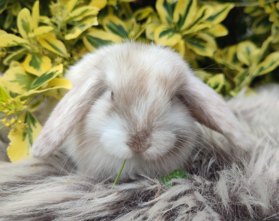 Kanin Minilop mini lop 0 år