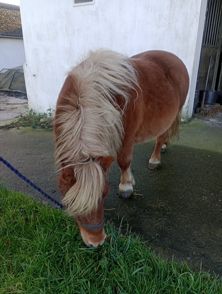 Shetlænder, hoppe, 15 år