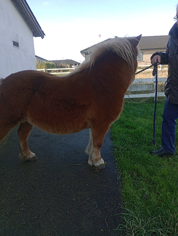 Shetlænder, hoppe, 15 år