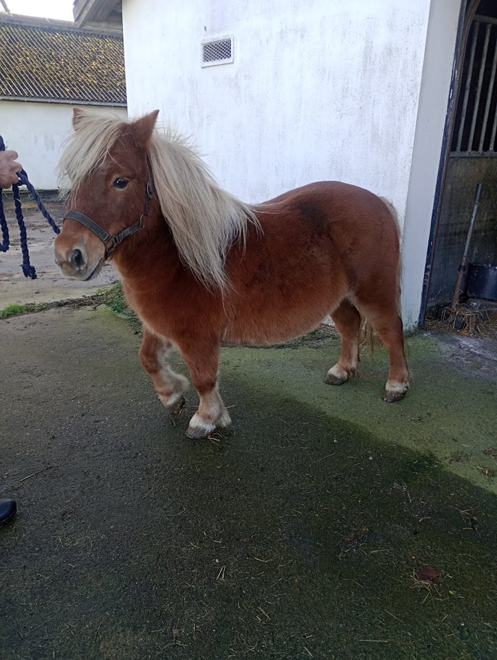 Shetlænder, hoppe, 15 år