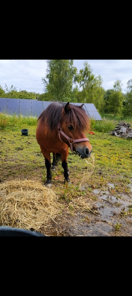 Blanding hoppe 17 år