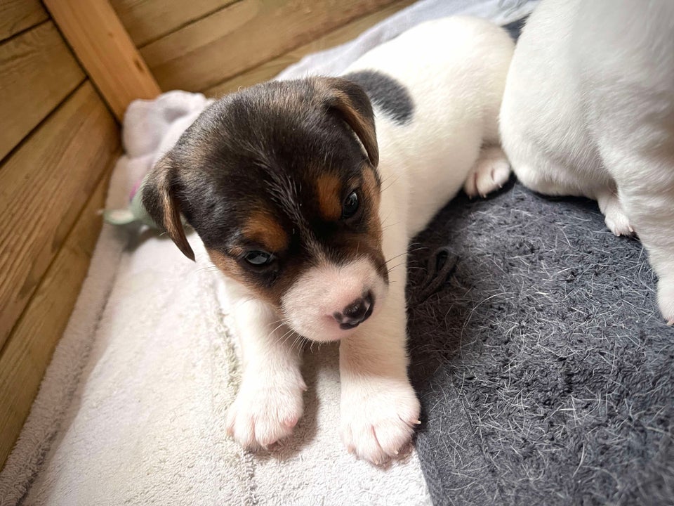 Jack Russell Hvalpe 2 hanne...