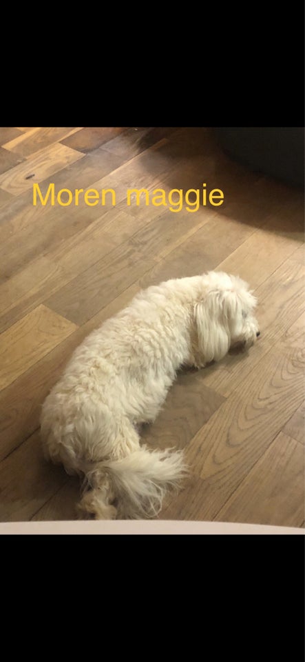 Ægte Coton De Tulear hvalpe 1 uge