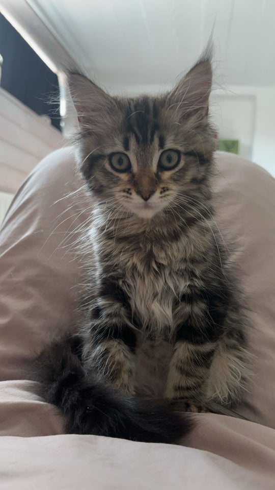 Hankat, main coon , 4 mdr.