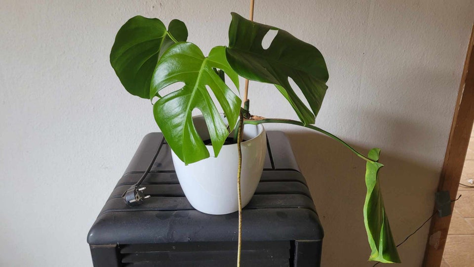 Stueplante , Monstera albo