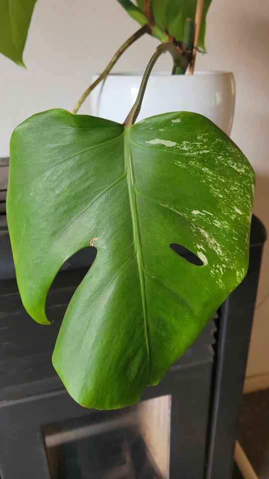 Stueplante , Monstera albo