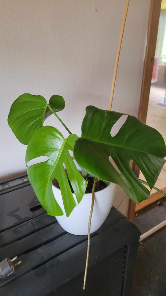 Stueplante , Monstera albo