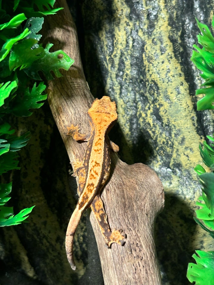 Gekko Kronegekko