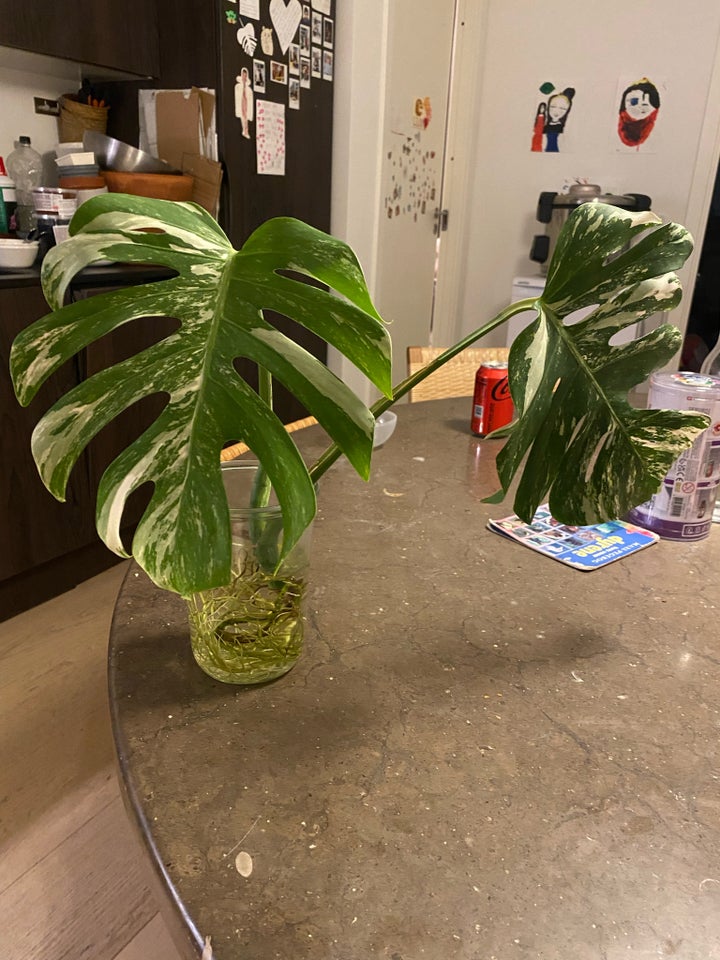 Monstera Albo Variegata, Monstera