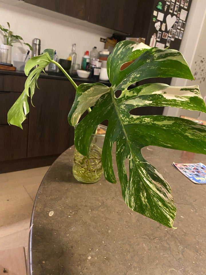 Monstera Albo Variegata, Monstera