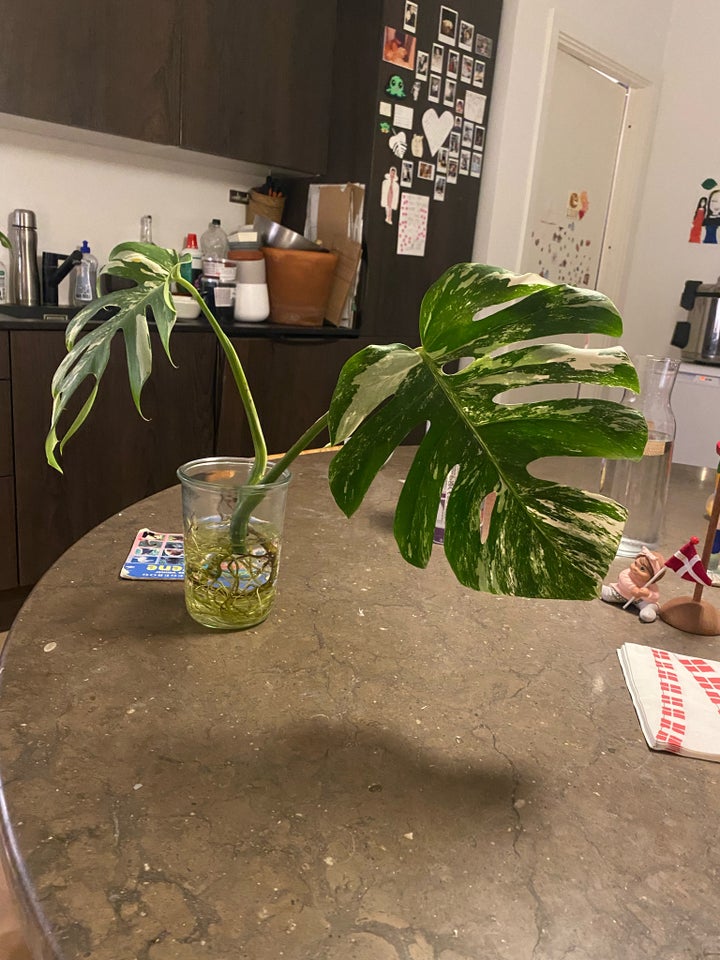 Monstera Albo Variegata, Monstera