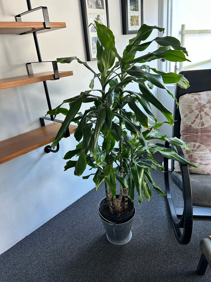 Dracaena plante, drageblodstræ