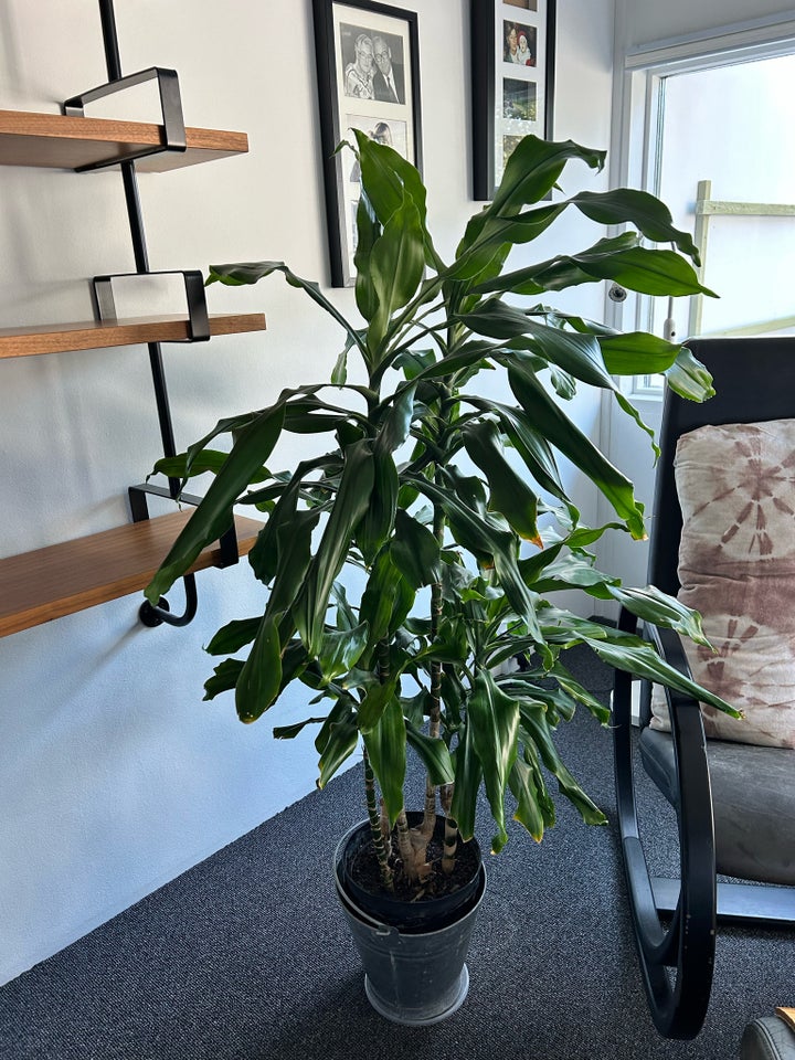 Dracaena plante, drageblodstræ