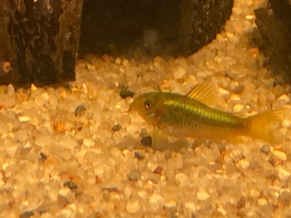 Corydorras Cw09 GREEN STRIP