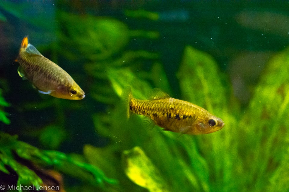 Tequila Splitfin