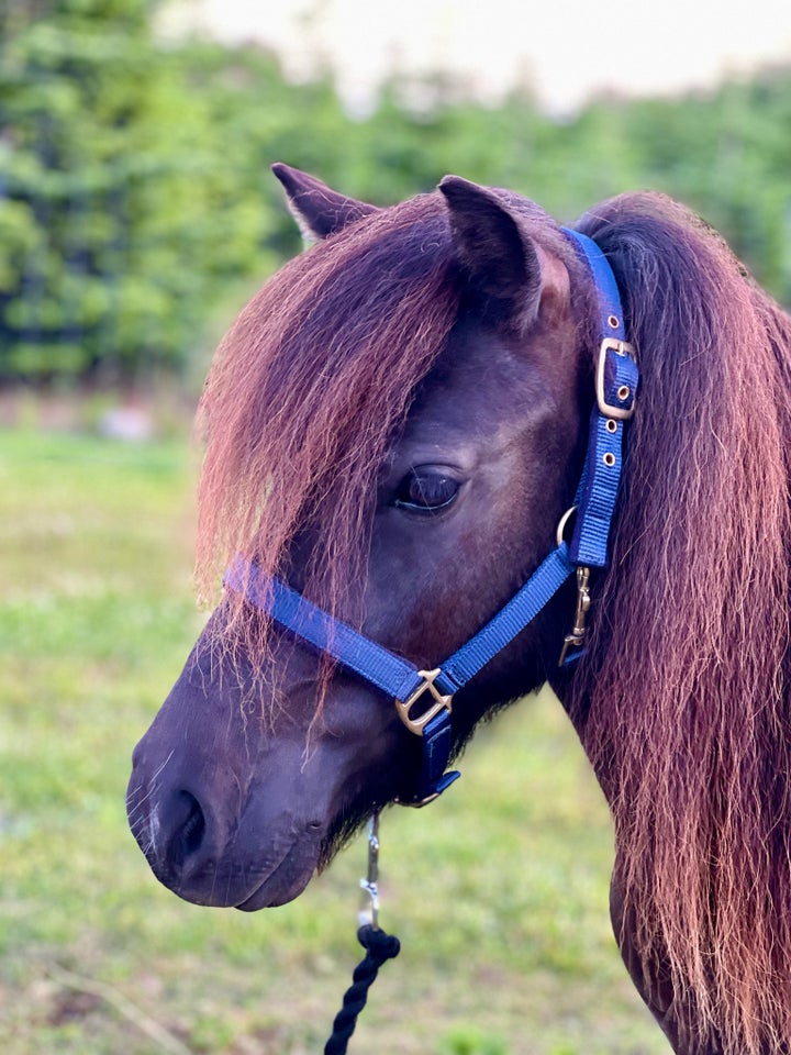 Shetlænder vallak 2 år