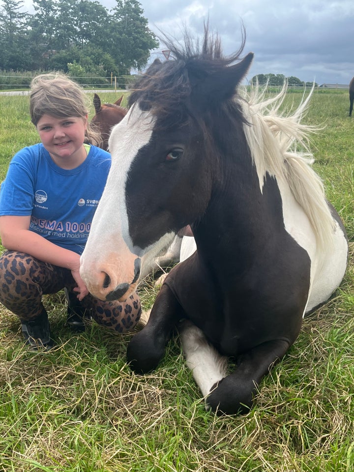 Tinker hingst 1 år