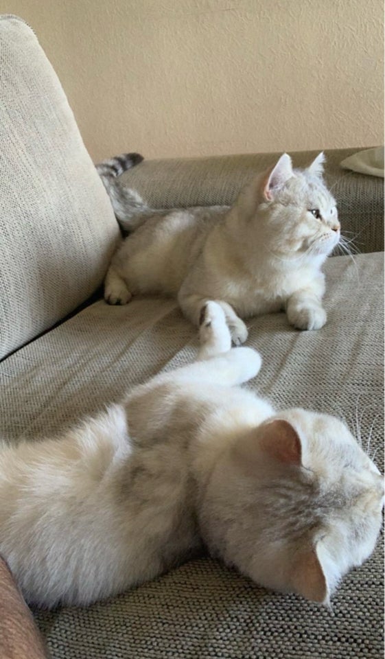 Hankat British shorthair hankat